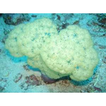 Soft Coral,Sponge,Hard Coral