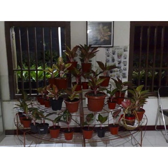 Aglaonema lokal