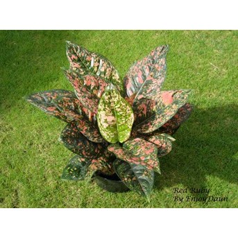 Aglaonema Red Ruby