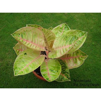 Aglaonema Moonlight (1)