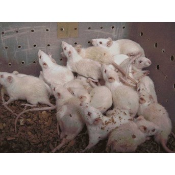 tikus putih
