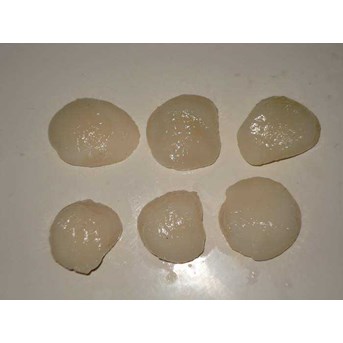 : daging scallop Kerang simping