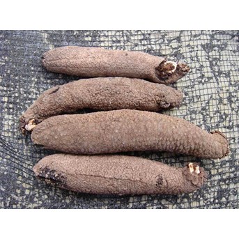 Teripang Pisang - Pisang