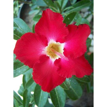 Merah