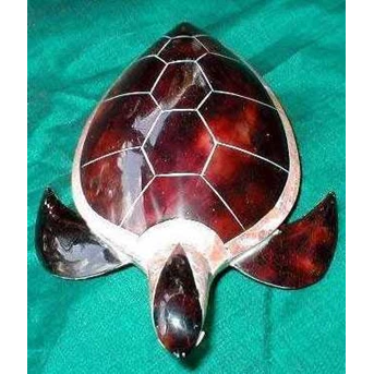 sea shell animal