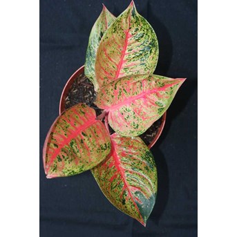 TIARA SUPER 6 DAUN