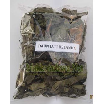 Daun Jati Belanda