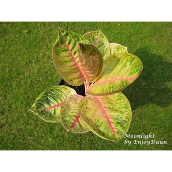 Aglaonema Moonlight (7)