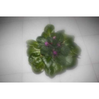 African Violet ( 006)
