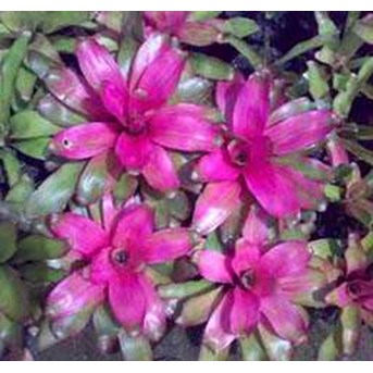 Bromeliads-hybrid 4