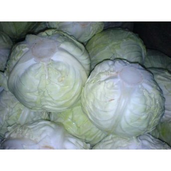Kol / Cabbage