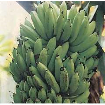 Pisang Ambon Lumut