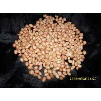 Kacang tanah( Arachis hypogaea L.) Indonesia: Kacang tanah; English= Peanut ~ SMS= + 6281-32622-0589 ~ Email= nurida479@ rocketmail.com