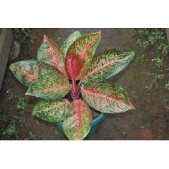 AGLAONEMA TIARA