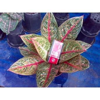 Diana 11 daun (Terjual)