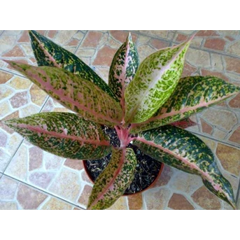 Juliet 9 daun (Terjual)