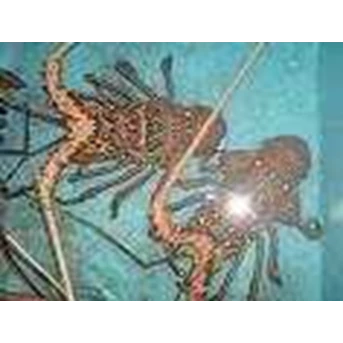 Lobster Batik