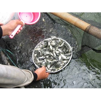 Hasil Perikanan Berupa Benih dan Ikan Konsumsi