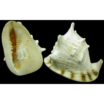 Raw Sea Shell Material_Cassis Cornuta