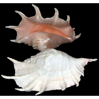 Raw Sea Shell Material_Truncata Syder