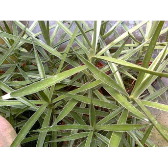 Sansevieria Bagamoyensis bibit