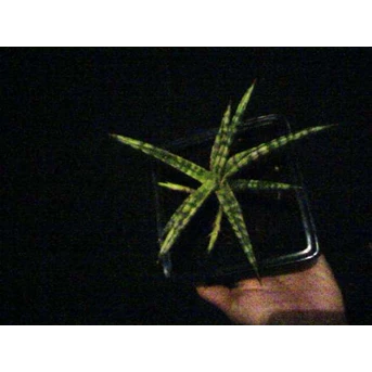 sanseivieria ballyii minnie