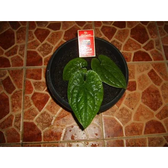 ANTHURIUM SIRIH
