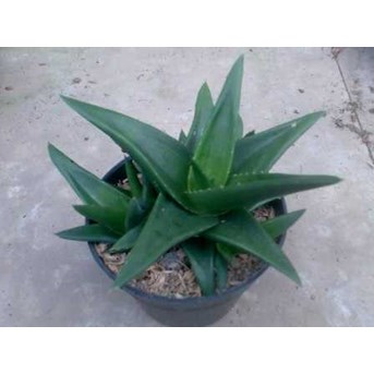 Aloe sp.