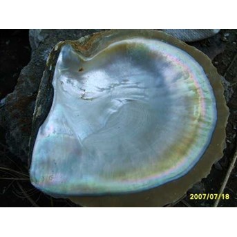 Kulit Kerang Mutiara / Shell