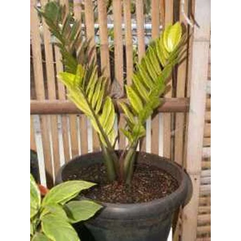 Janmia Curcas Golden