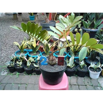 Zamia Furfuracea ~ No. 2