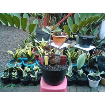 Zamia Furfuracea ~ No. 11