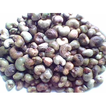 Raw Cashew nuts ( mente gelondong )