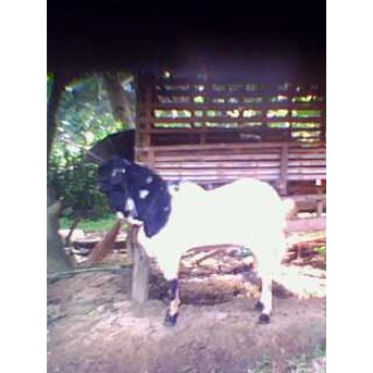 kambing etawa