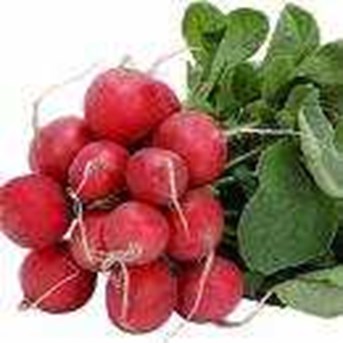 RED RADISH
