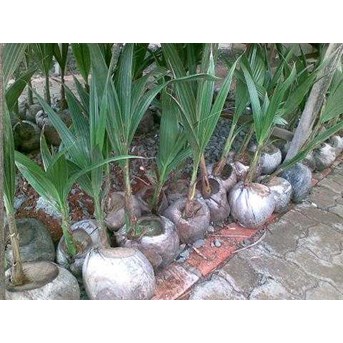 Bibit kelapa pandan thailand