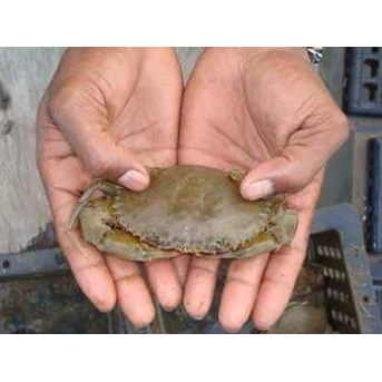 Soka (Frozen Soft Shell Crab)