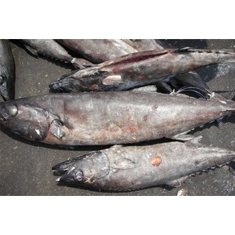 Gindara / Escolar / Oilfish smoothskin