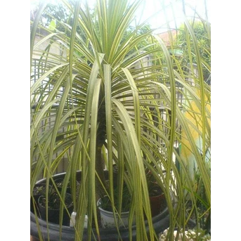 Nolina varigata gede.