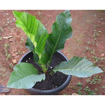 Anthurium - Silangan Black
