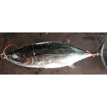 Albacore / thunus alilunga / white tuna / albakor