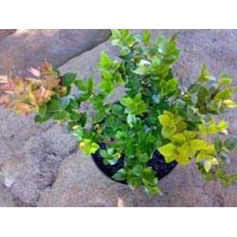 Syzigium daun oval