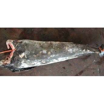 swordfish / Meka /Xiphias Gladius