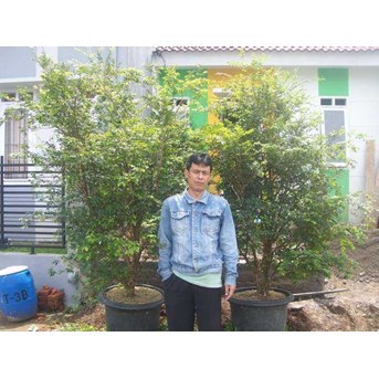 Jaboticaba/ Anggur Brasil Sudah Berbuah tgg 2m up