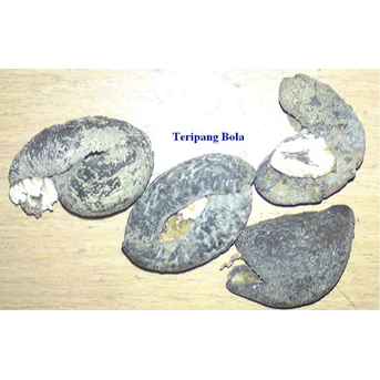 Teripang Bola