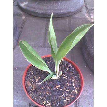 concinna big (rare plant)
