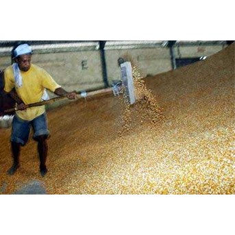 * * * * * SUPPLIER JAGUNG PIPILAN KERING* * * * *