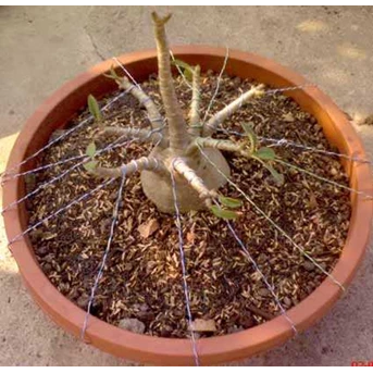 Adenium Arabicum Track-2