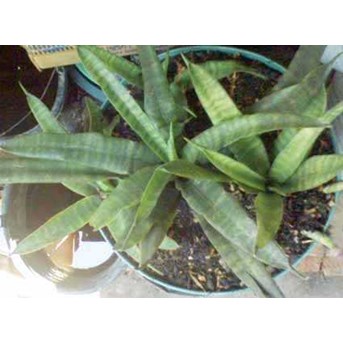 Sansevieria JAVANICA