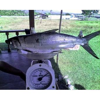 Ikan Bandeng